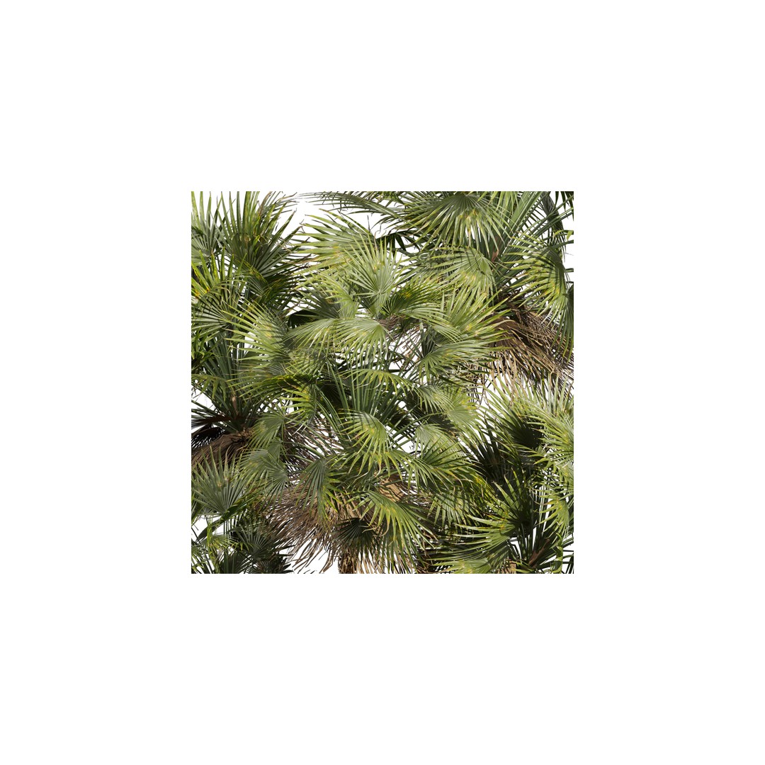 Acoelorrhaphe Wrightii 3D Model – PBR Palm Plant, FBX, Game Ready - View 7