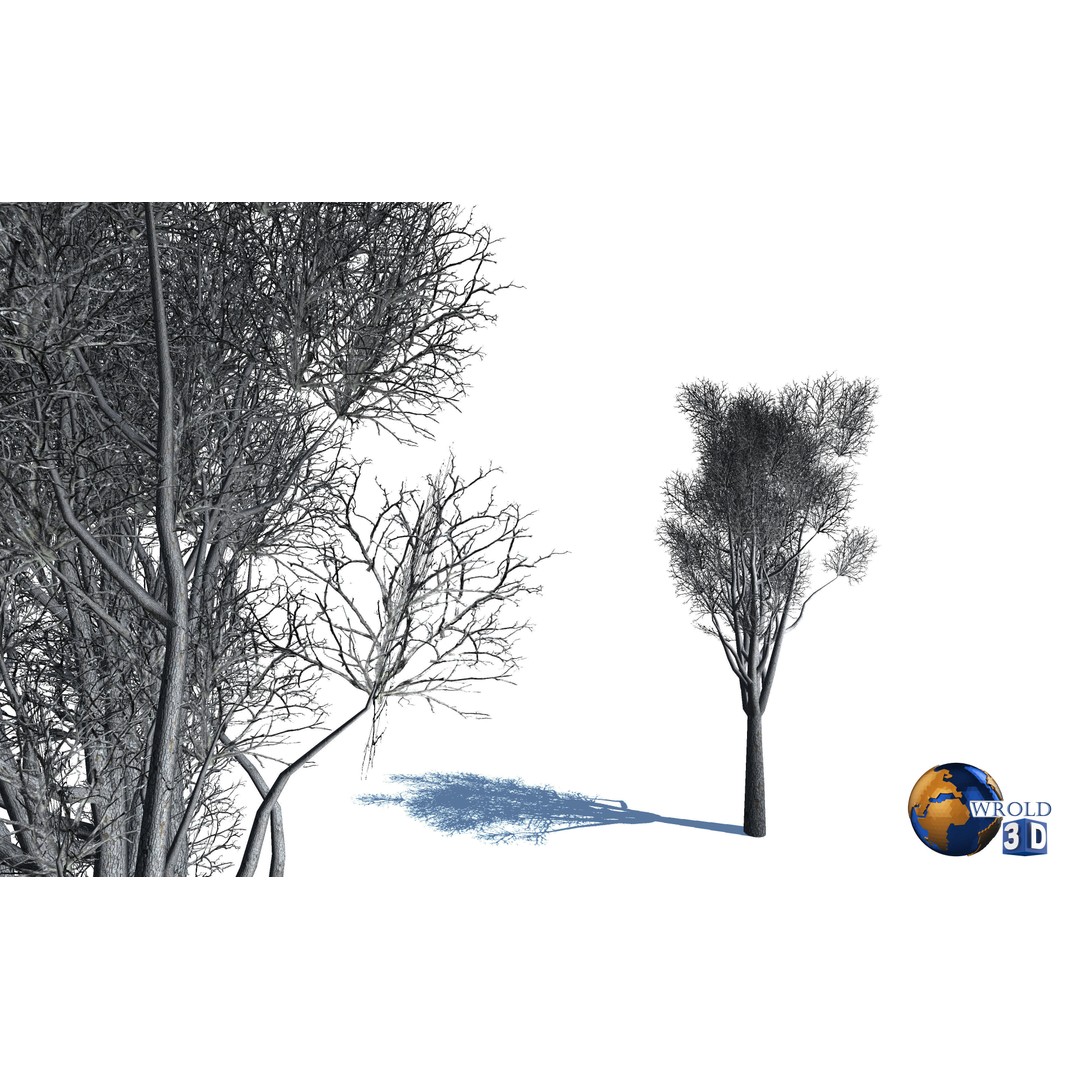 Natural Forest Trees Mega Pack 3D Model – Low Poly Game Asset, PBR Textures - View 16