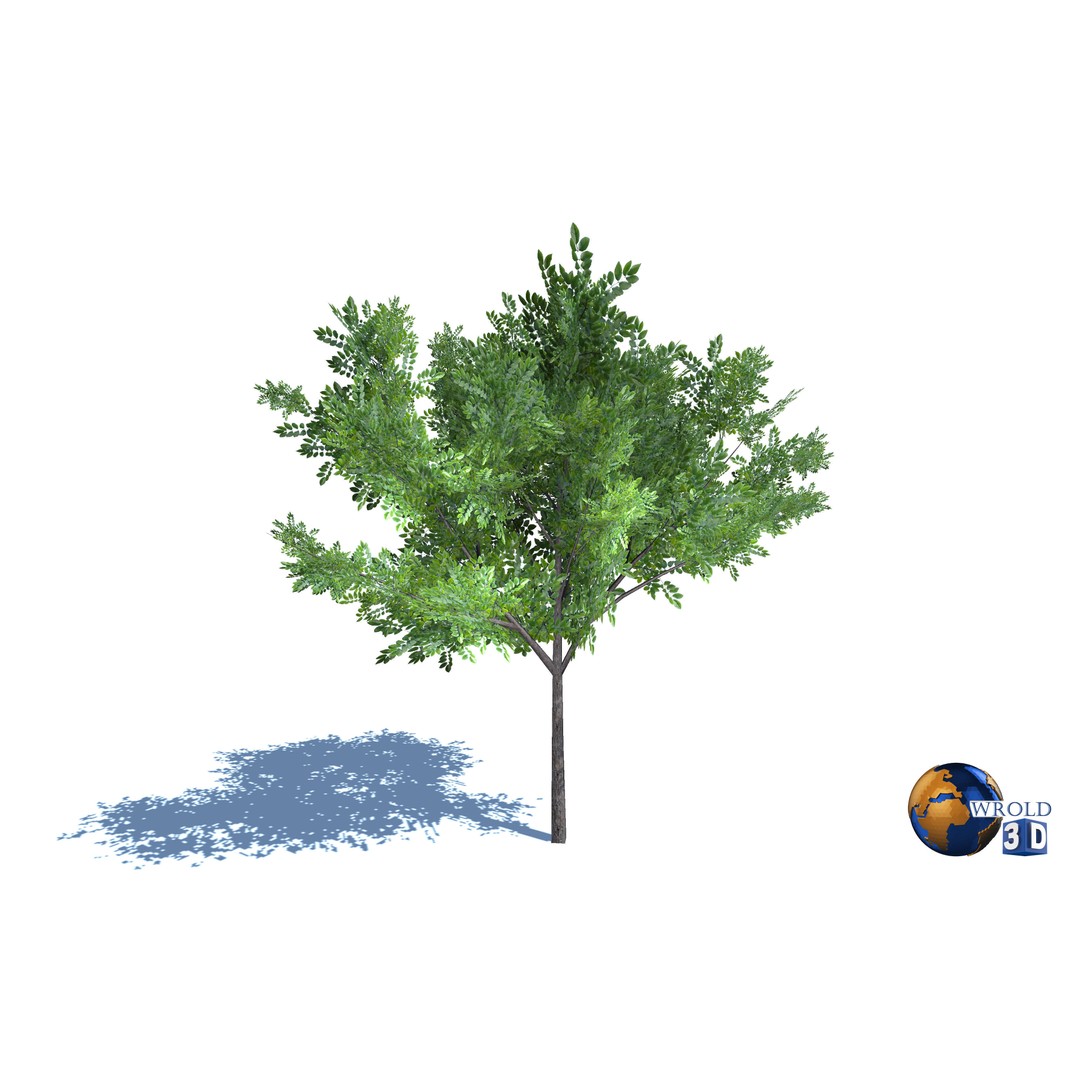Natural Forest Trees Mega Pack 3D Model – Low Poly Game Asset, PBR Textures - View 24