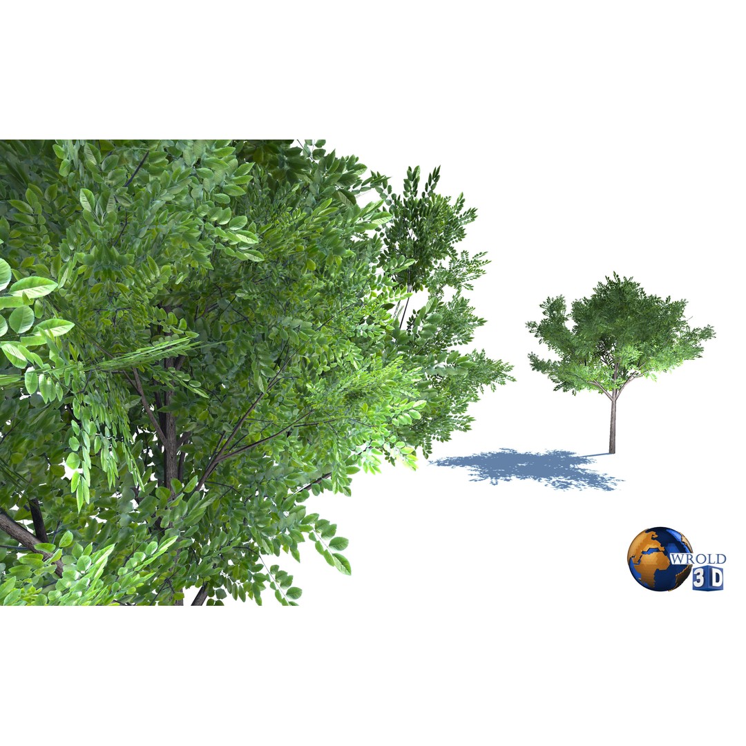 Natural Forest Trees Mega Pack 3D Model – Low Poly Game Asset, PBR Textures - View 25