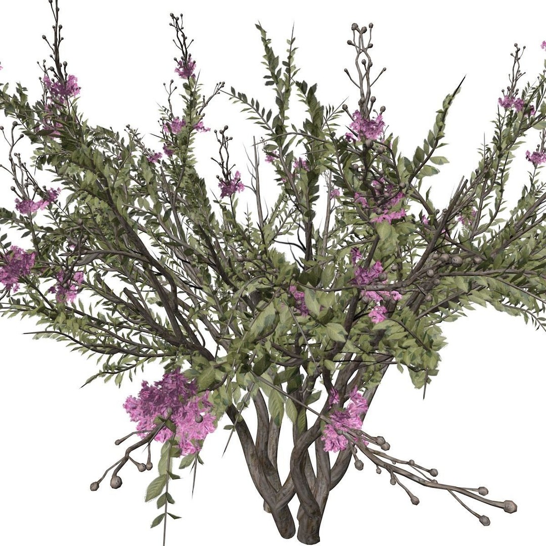 Crape Myrtle Tree 3D Model – Photorealistic Plant Asset, FBX & OBJ