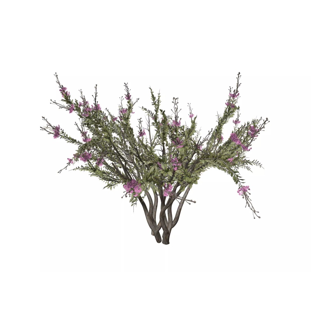 Crape Myrtle Tree 3D Model – Photorealistic Plant Asset, FBX & OBJ - View 2