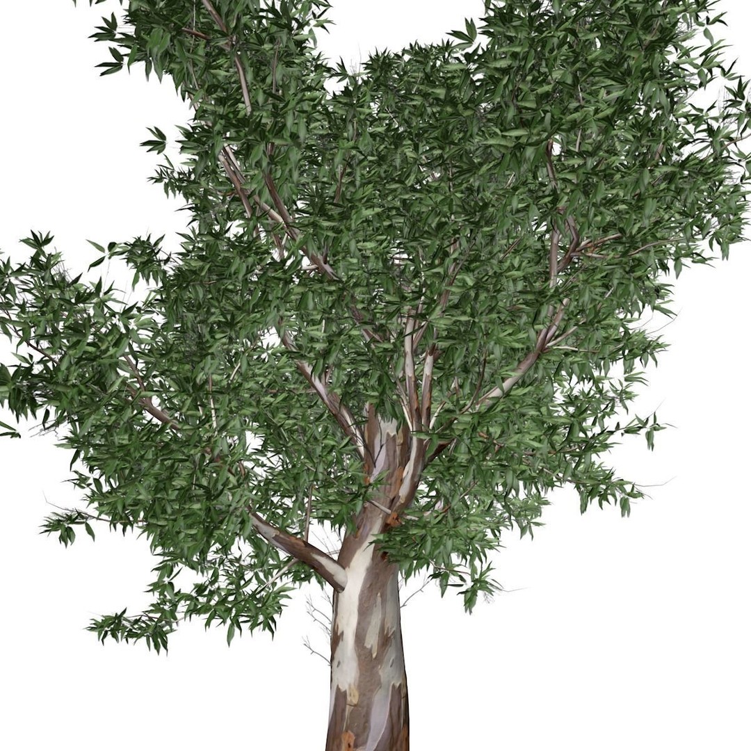 Red Gum Tree 3D Model – Photorealistic Plant Asset, FBX & OBJ