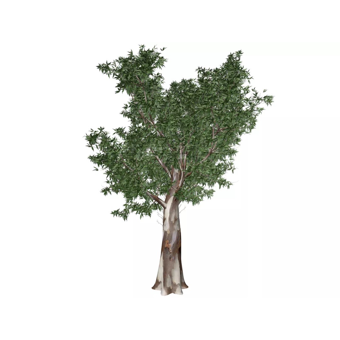 Red Gum Tree 3D Model – Photorealistic Plant Asset, FBX & OBJ - View 2