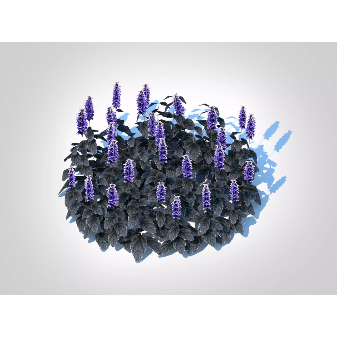 Ajuga Black Scallop 3D Model – Low Poly Game-Ready Plant, FBX - View 2