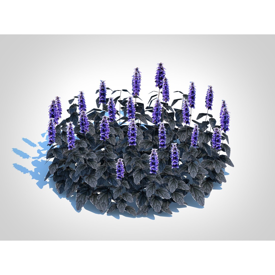 Ajuga Black Scallop 3D Model – Low Poly Game-Ready Plant, FBX - View 3