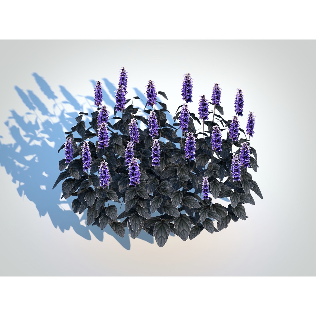 Ajuga Black Scallop 3D Model – Low Poly Game-Ready Plant, FBX - View 4