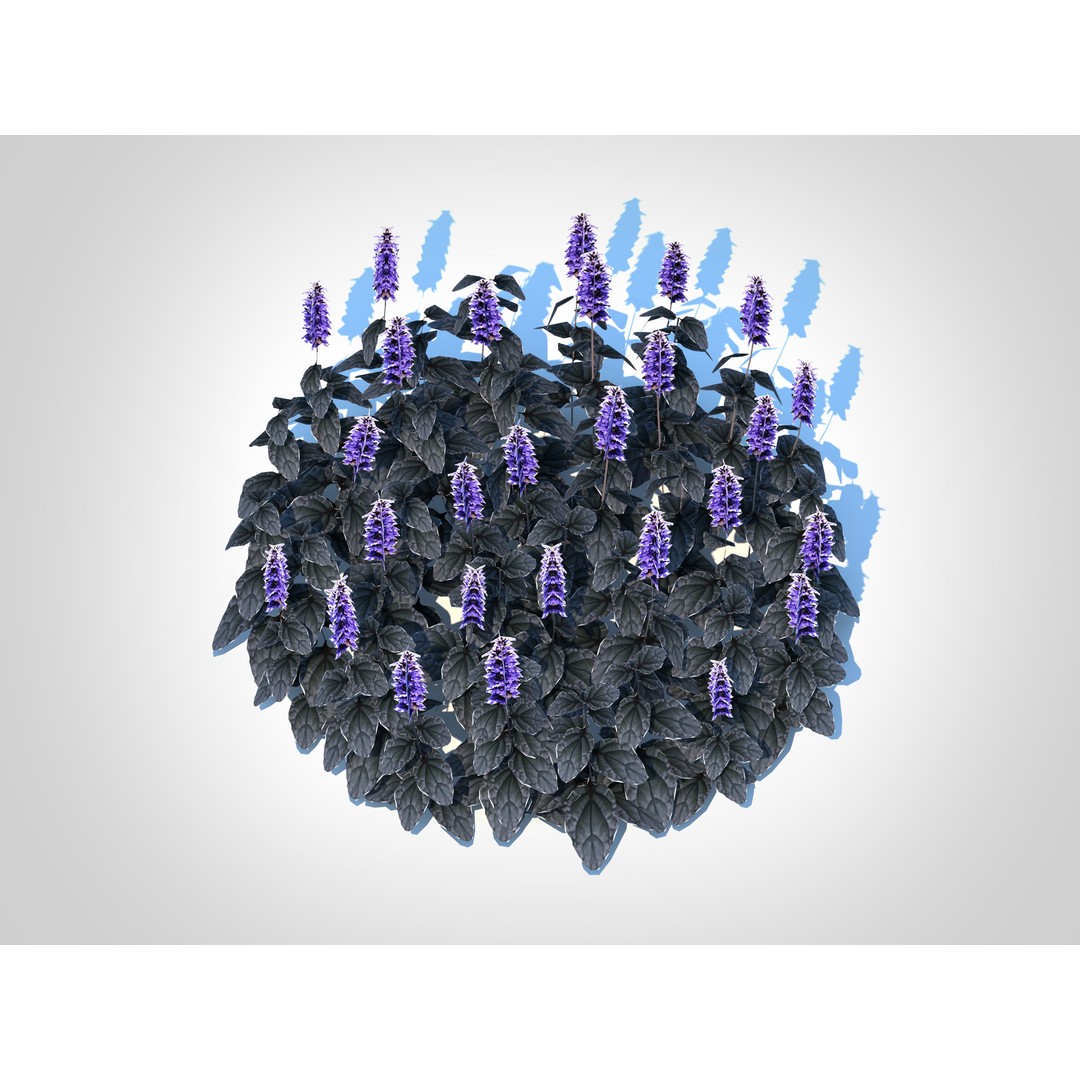 Ajuga Black Scallop 3D Model – Low Poly Game-Ready Plant, FBX - View 5