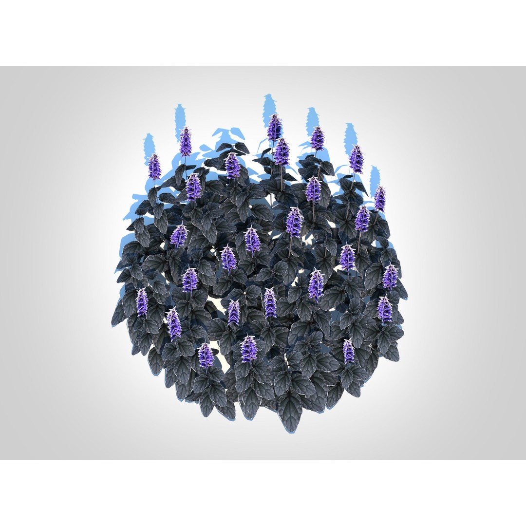 Ajuga Black Scallop 3D Model – Low Poly Game-Ready Plant, FBX - View 6