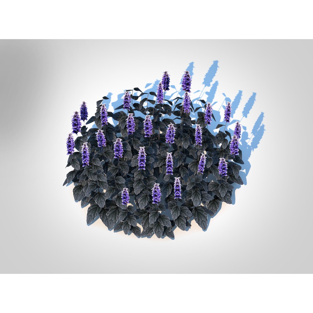 Ajuga Black Scallop 3D Model – Low Poly Game-Ready Plant, FBX - View 7
