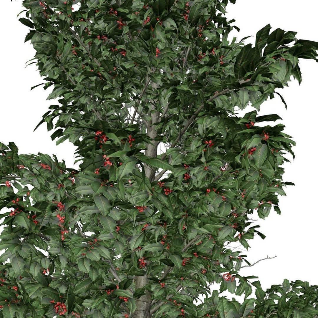 American Holly Tree 3D Model – Photorealistic Vegetation Asset, FBX
