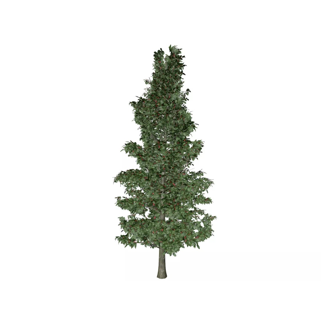 American Holly Tree 3D Model – Photorealistic Vegetation Asset, FBX - View 2