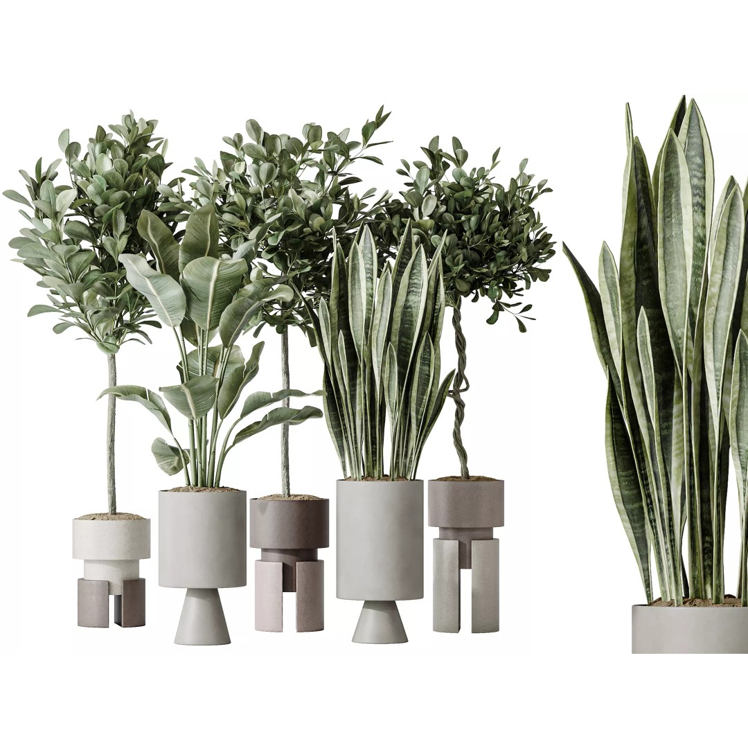 Ficus Microcarpa & Sansevieria 3D Model – Indoor Plant Set, PBR Textures - View 2