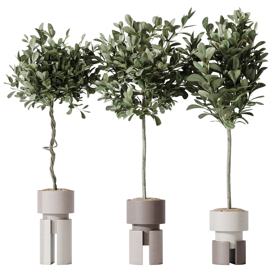 Ficus Microcarpa & Sansevieria 3D Model – Indoor Plant Set, PBR Textures - View 3