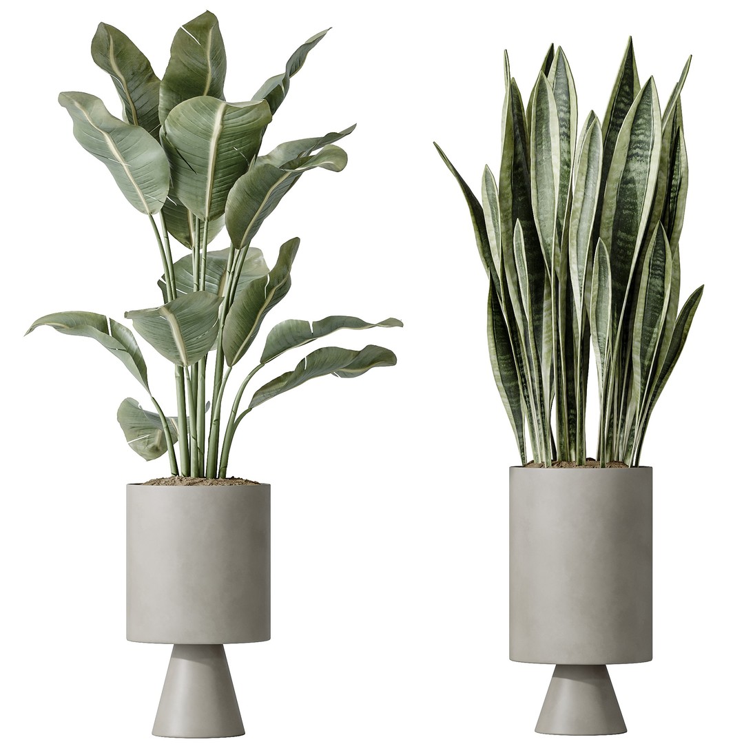 Ficus Microcarpa & Sansevieria 3D Model – Indoor Plant Set, PBR Textures - View 4