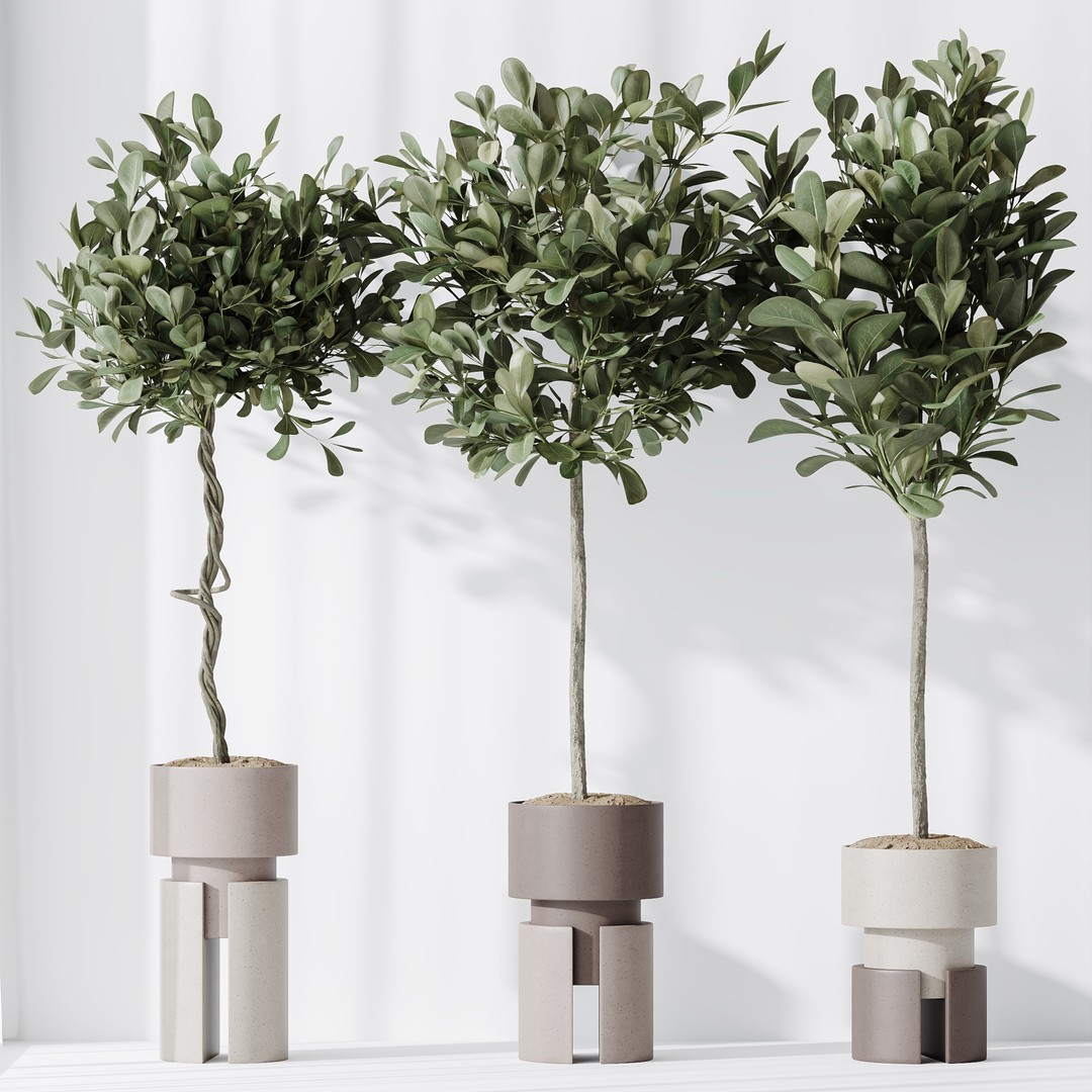 Ficus Microcarpa & Sansevieria 3D Model – Indoor Plant Set, PBR Textures - View 5