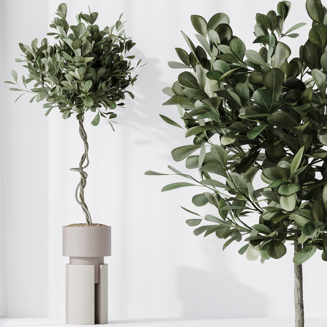 Ficus Microcarpa & Sansevieria 3D Model – Indoor Plant Set, PBR Textures - View 6
