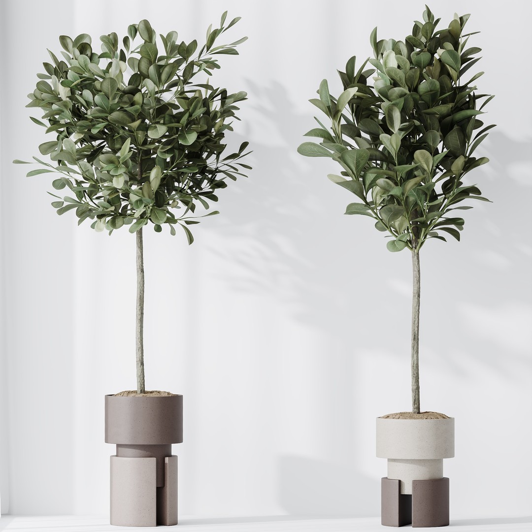 Ficus Microcarpa & Sansevieria 3D Model – Indoor Plant Set, PBR Textures - View 7