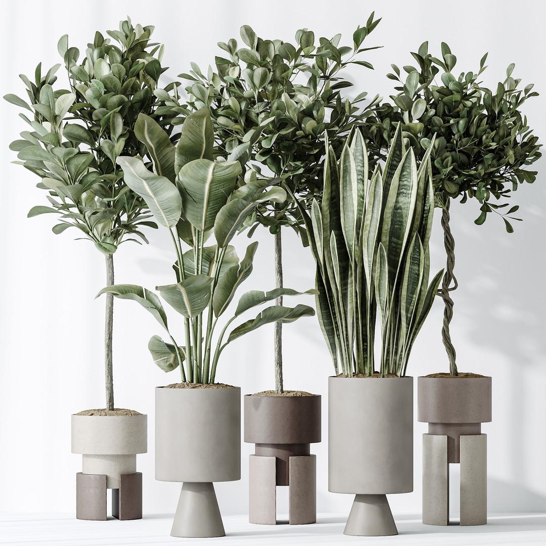 Ficus Microcarpa & Sansevieria 3D Model – Indoor Plant Set, PBR Textures - View 8