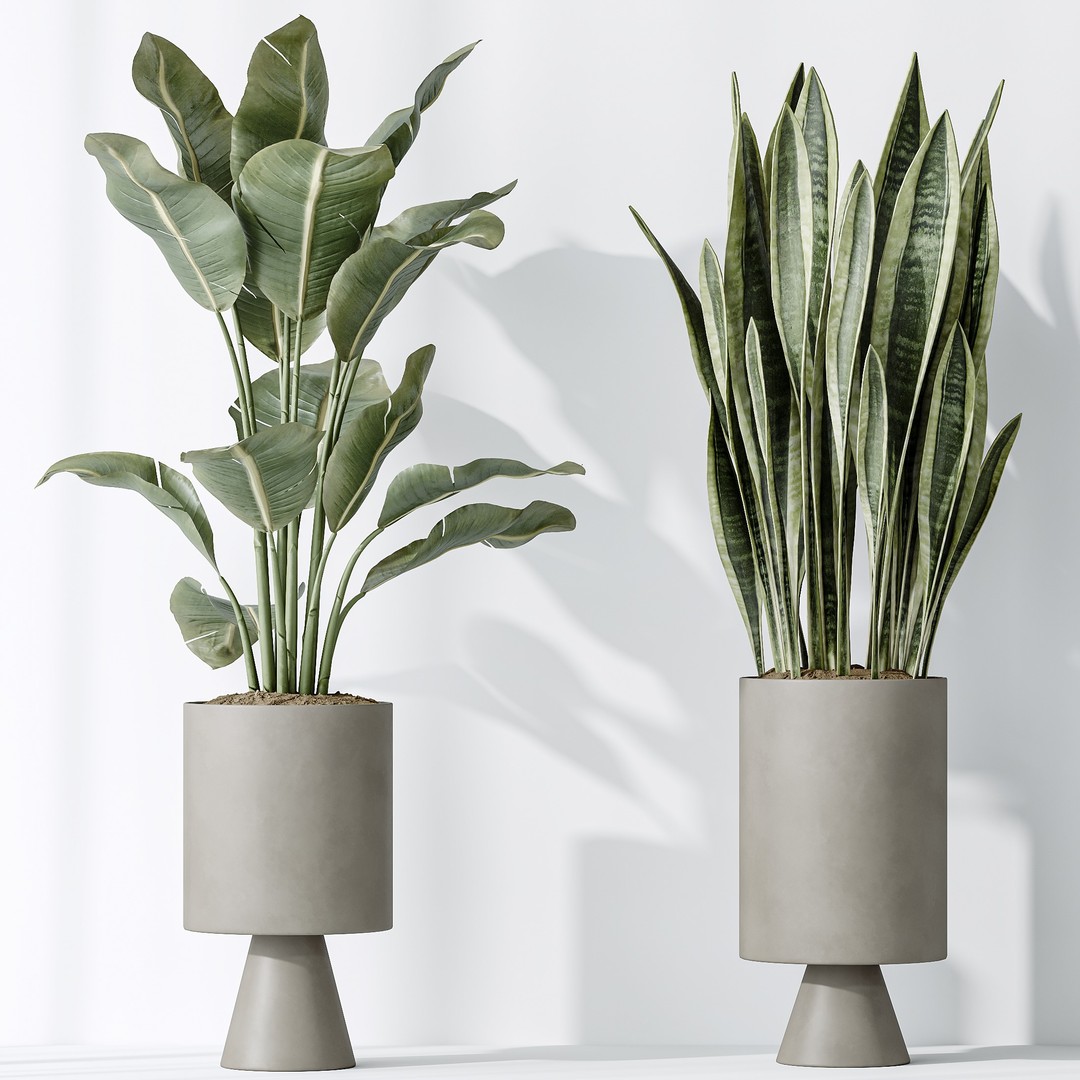 Ficus Microcarpa & Sansevieria 3D Model – Indoor Plant Set, PBR Textures - View 9