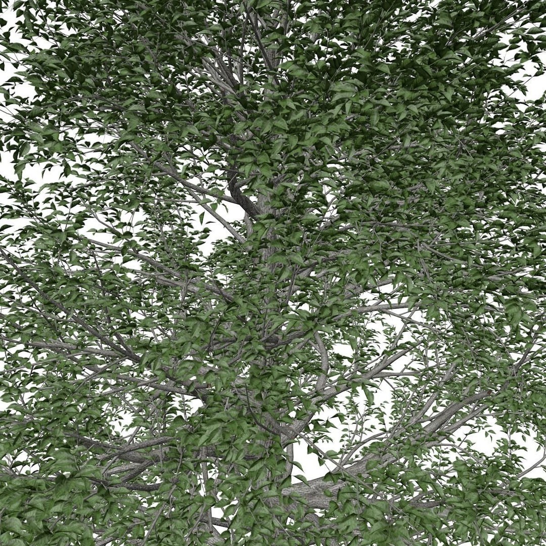 Black Gum Tree 3D Model – Photorealistic Plant Asset, FBX, OBJ