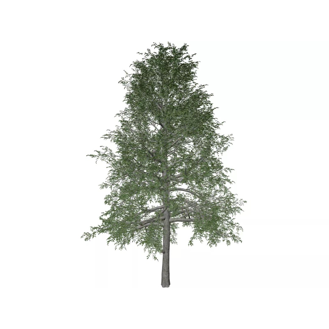 Black Gum Tree 3D Model – Photorealistic Plant Asset, FBX, OBJ - View 2