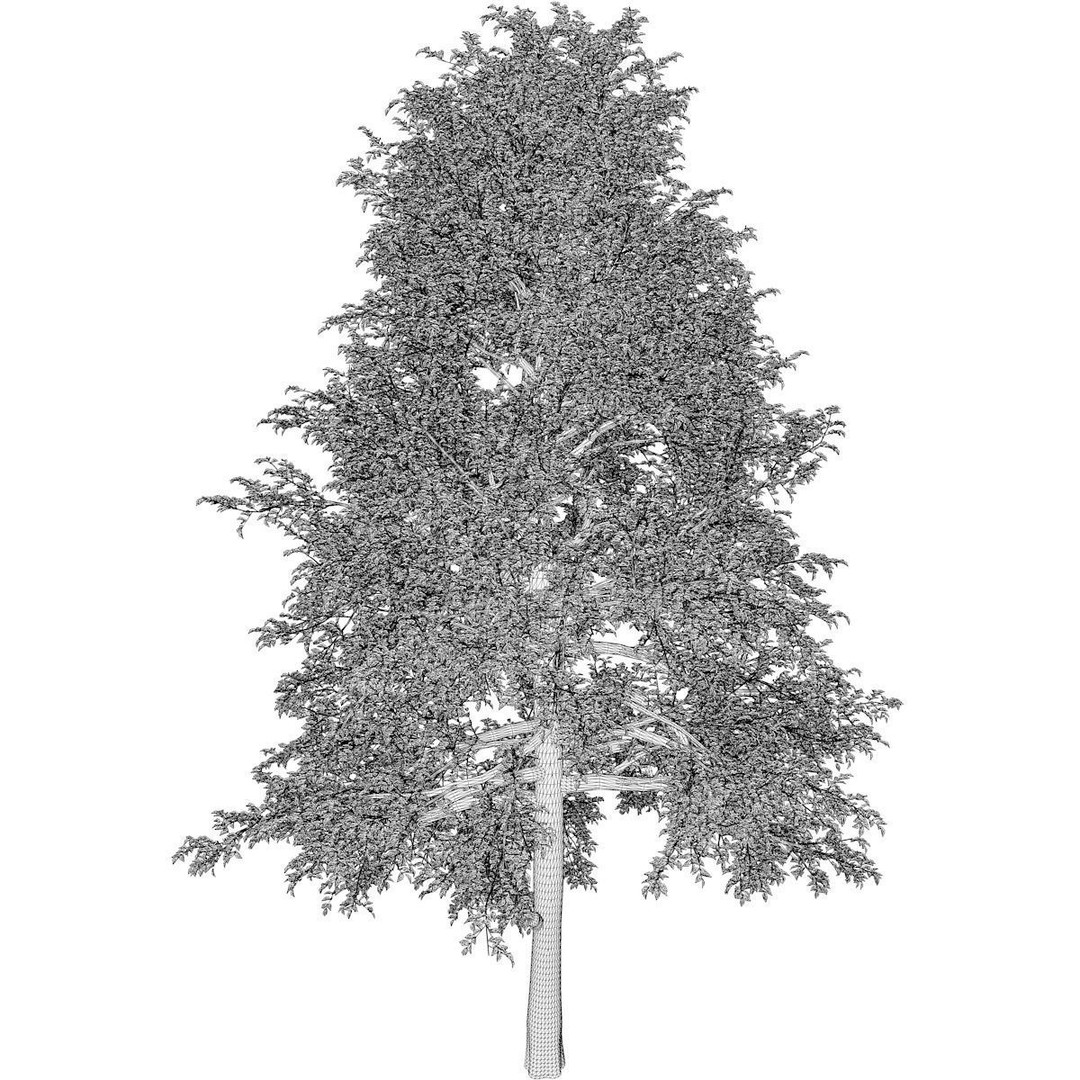 Black Gum Tree 3D Model – Photorealistic Plant Asset, FBX, OBJ - View 3