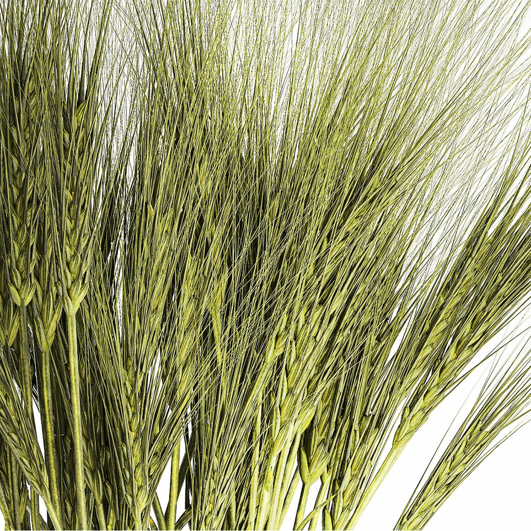 Bouquet of Wildflowers 3D Model – Modern Green Wheat Arrangement, FBX - View 10