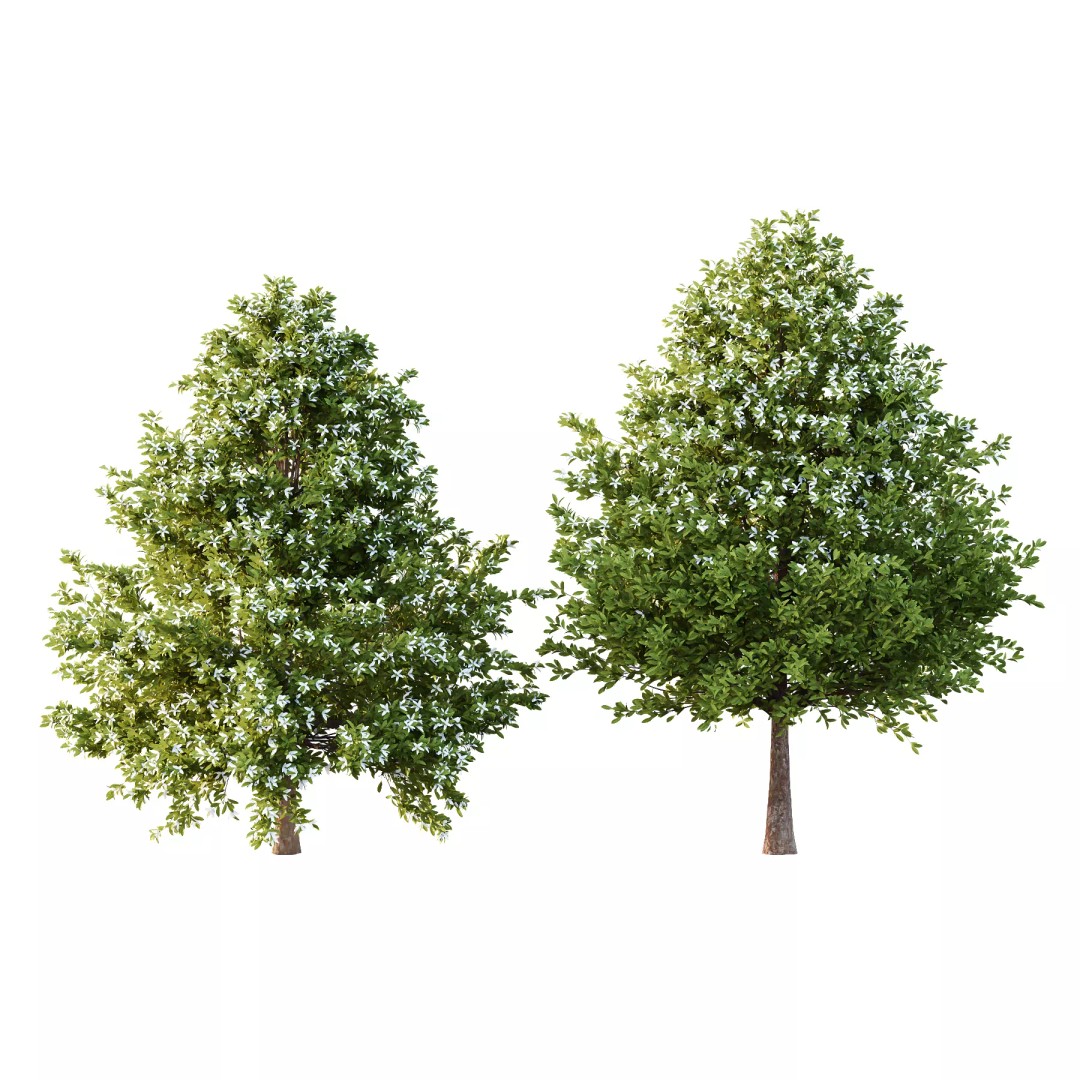 Michelia Maudiae Tree 3D Model – High Poly PBR Asset, FBX & OBJ Formats - View 2