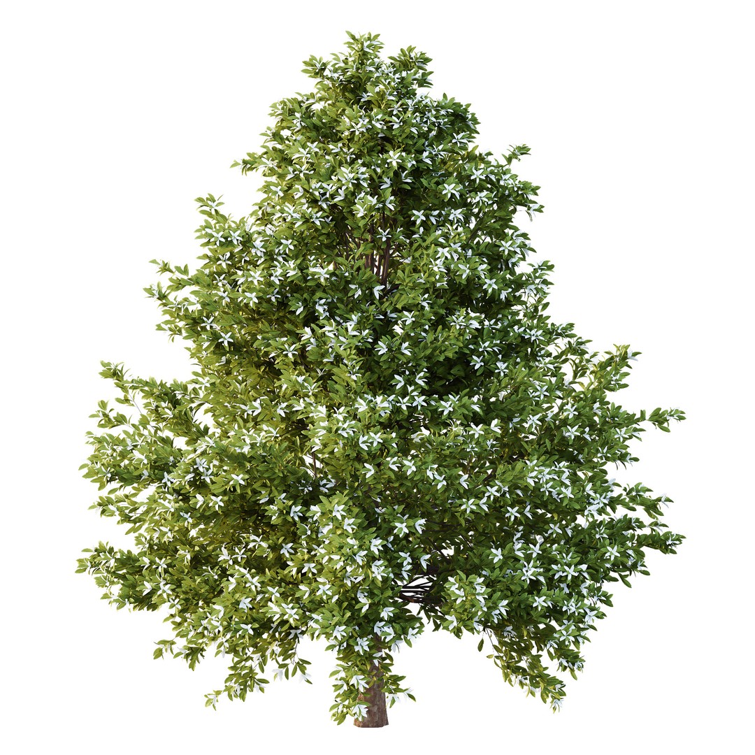 Michelia Maudiae Tree 3D Model – High Poly PBR Asset, FBX & OBJ Formats - View 3