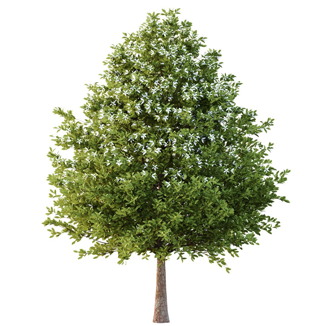 Michelia Maudiae Tree 3D Model – High Poly PBR Asset, FBX & OBJ Formats - View 4