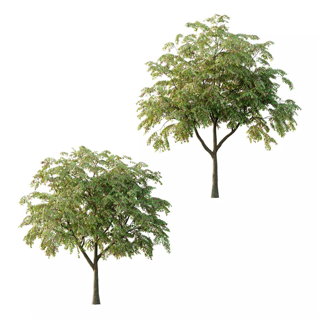 Cinnamomum Burmannii Tree 3D Model – High Poly PBR Asset, FBX, OBJ - View 2