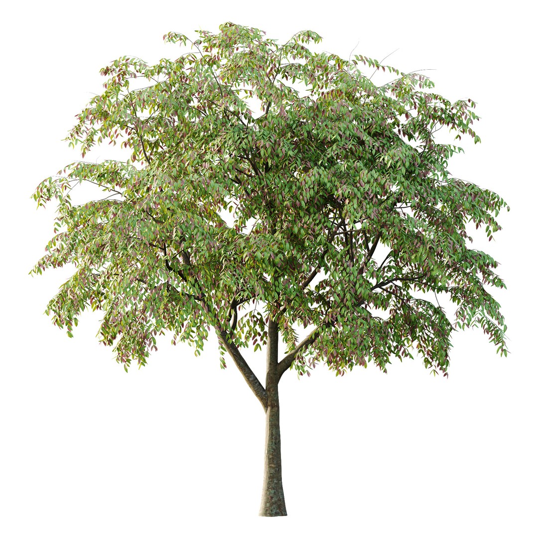 Cinnamomum Burmannii Tree 3D Model – High Poly PBR Asset, FBX, OBJ - View 3