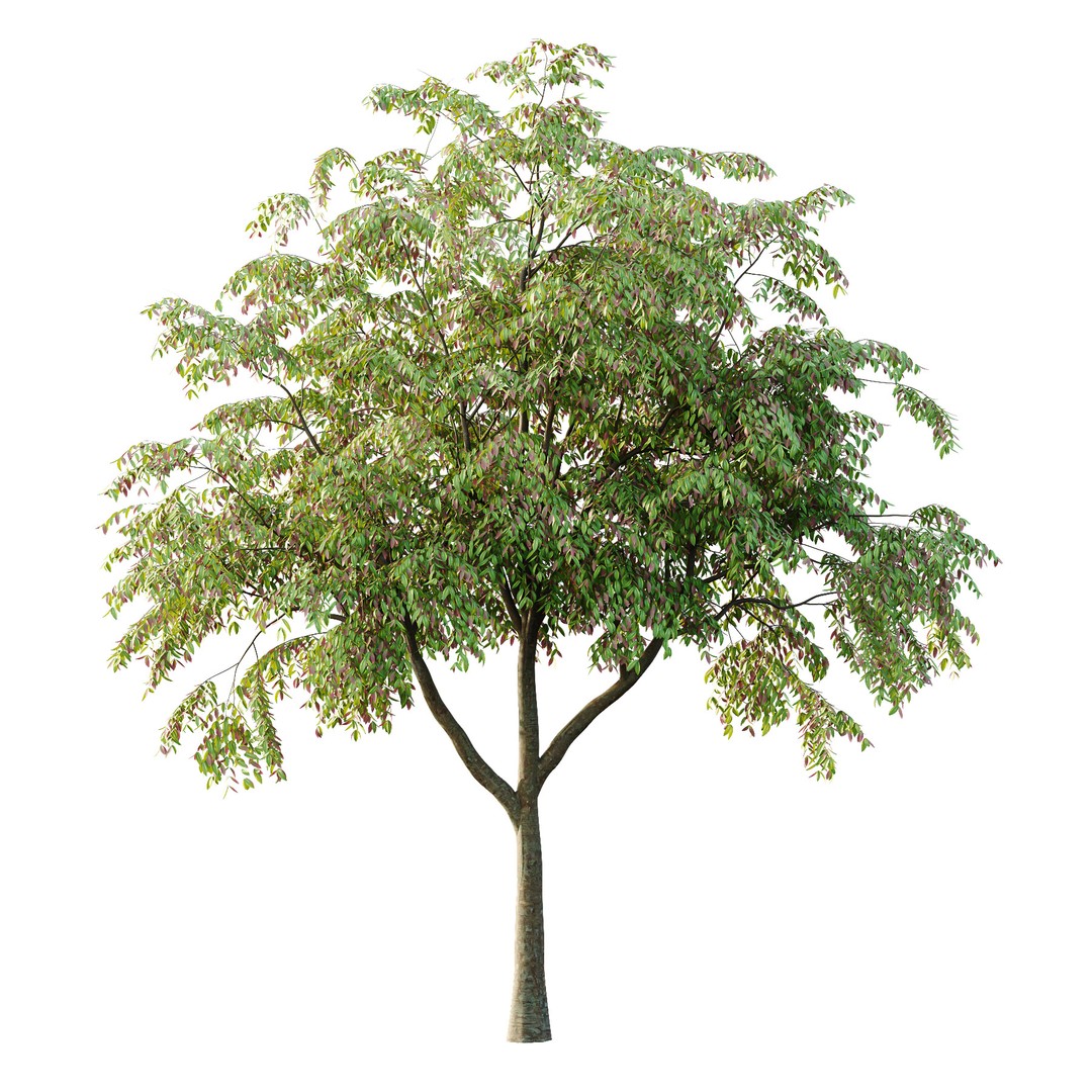Cinnamomum Burmannii Tree 3D Model – High Poly PBR Asset, FBX, OBJ - View 4