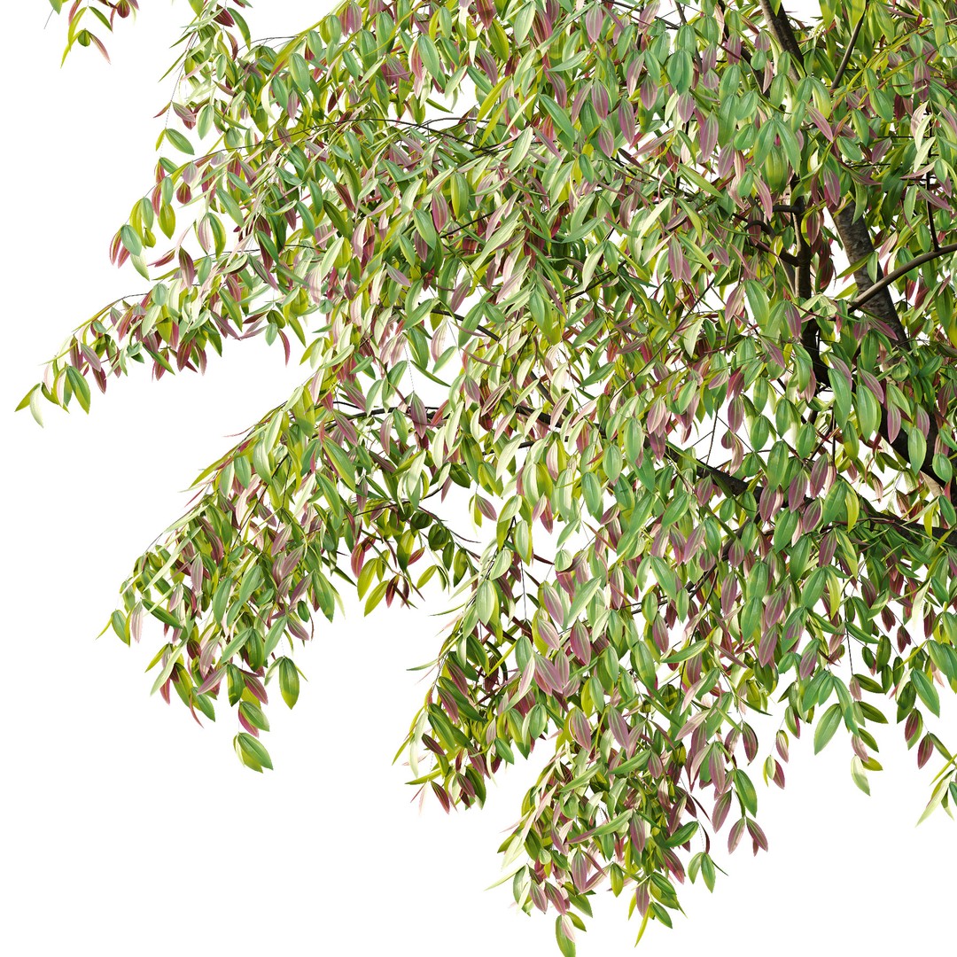 Cinnamomum Burmannii Tree 3D Model – High Poly PBR Asset, FBX, OBJ - View 5
