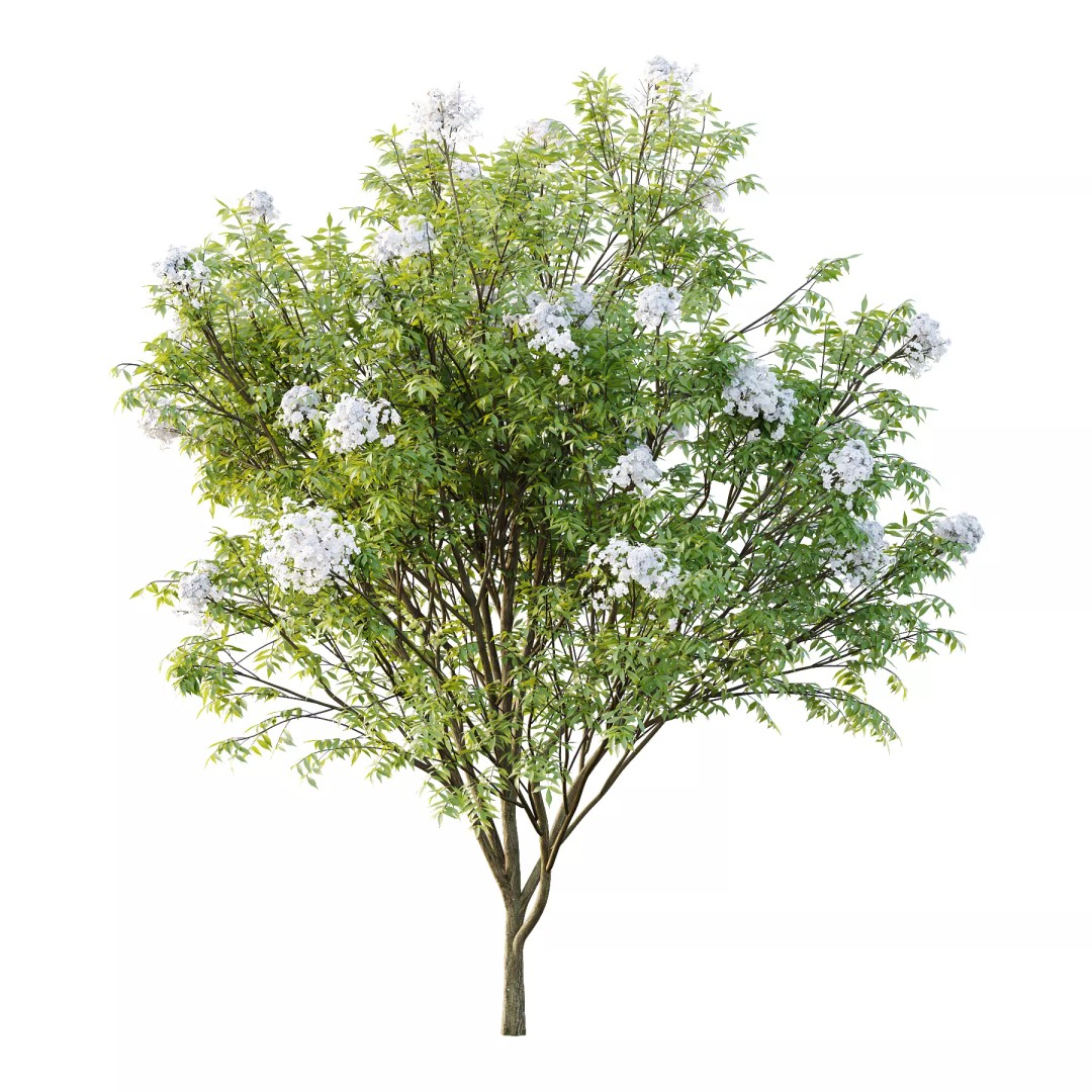 Sambucus nigra Tree 3D Model – Realistic PBR Asset, FBX and OBJ Formats - View 2