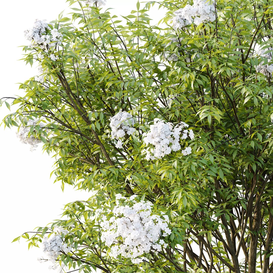 Sambucus nigra Tree 3D Model – Realistic PBR Asset, FBX and OBJ Formats - View 3