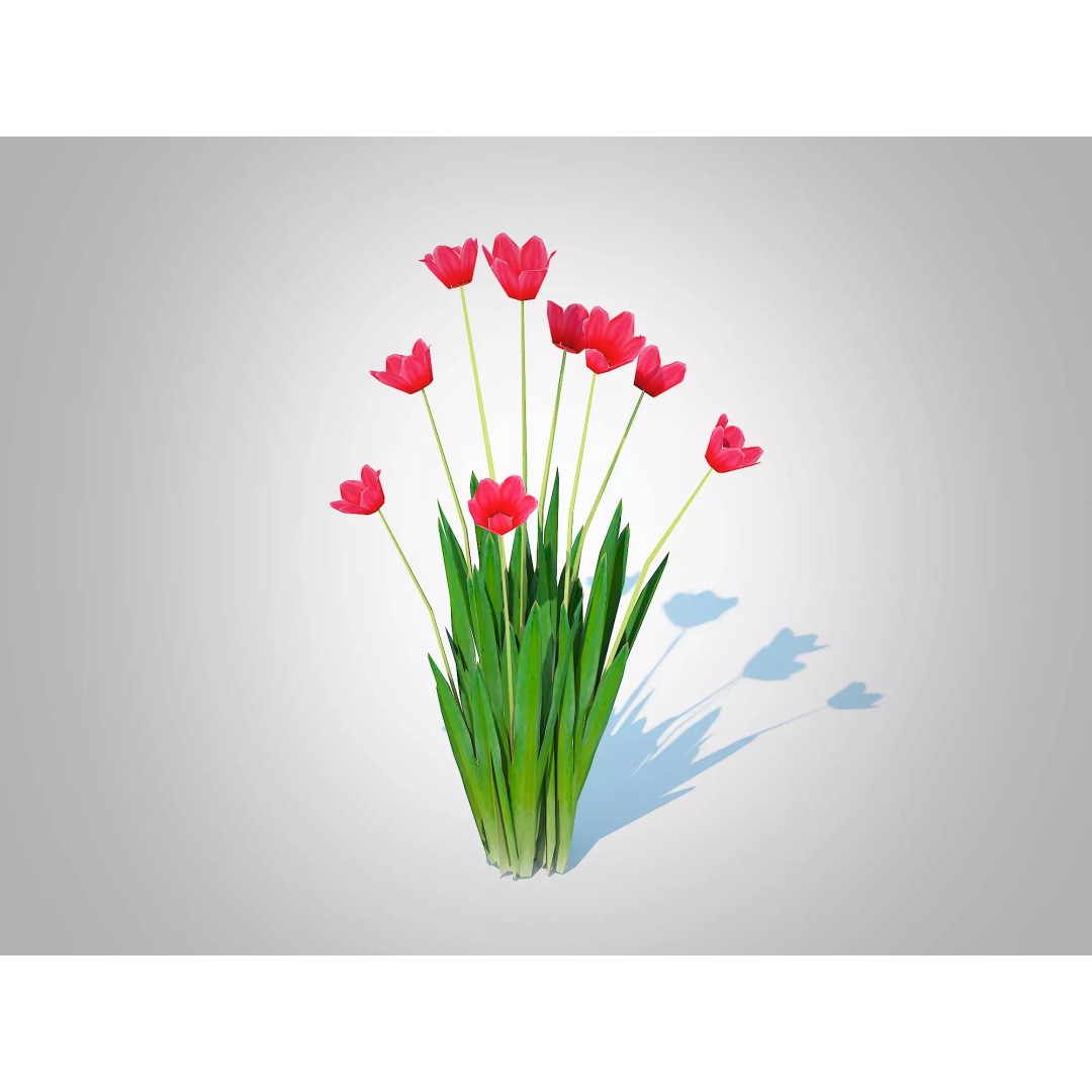 Tulipa 3D Model – Low Poly Red Tulip Plant for VR/AR - View 2