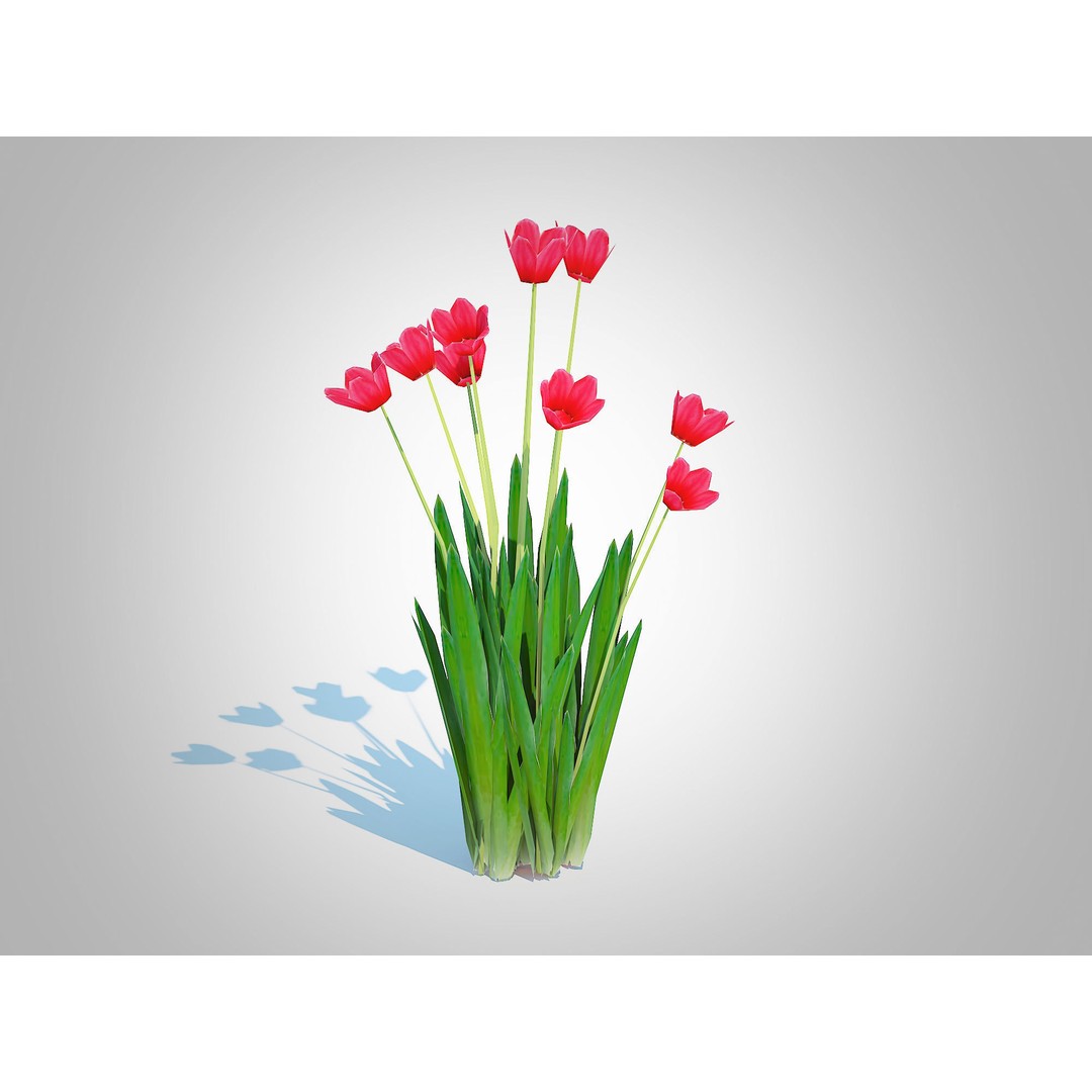 Tulipa 3D Model – Low Poly Red Tulip Plant for VR/AR - View 3
