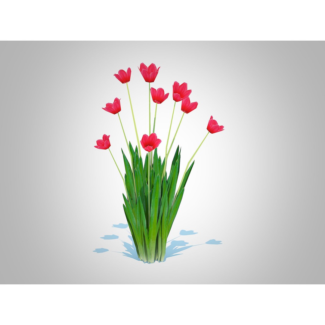 Tulipa 3D Model – Low Poly Red Tulip Plant for VR/AR - View 4