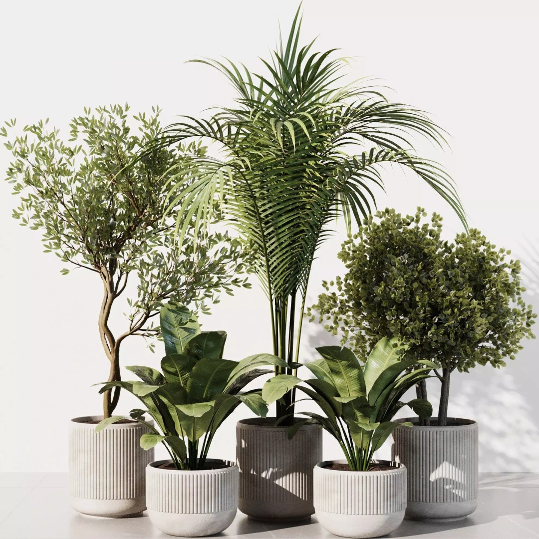 Indoor Plant Set 3D Model – High Poly PBR Flora, FBX, OBJ, STL - View 2
