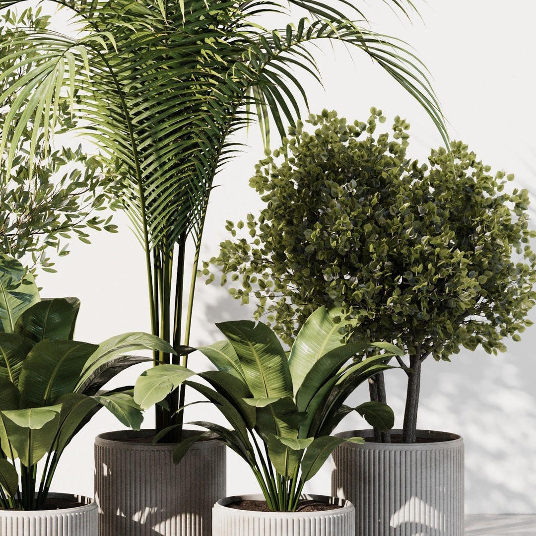 Indoor Plant Set 3D Model – High Poly PBR Flora, FBX, OBJ, STL - View 5