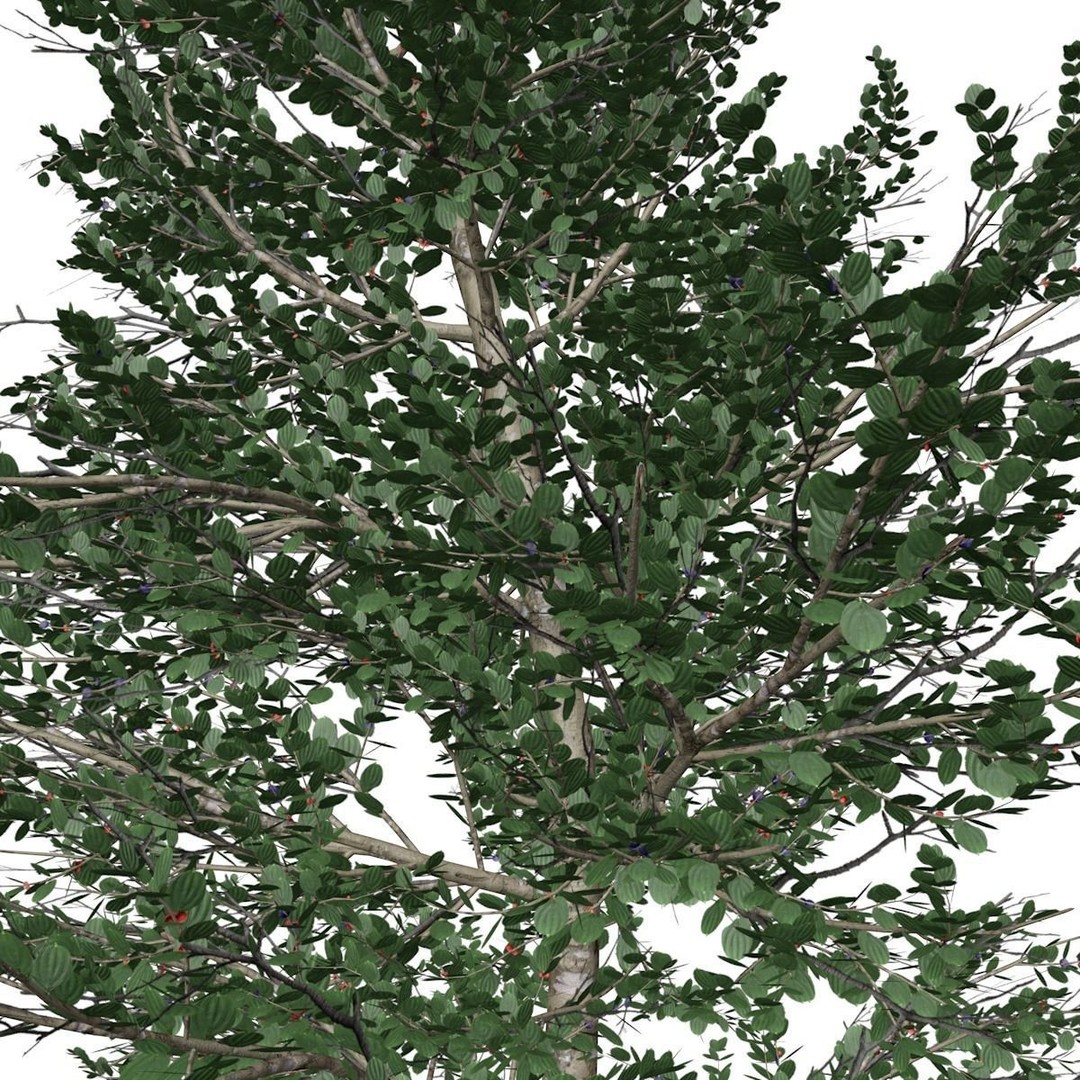 Carolina Buckthorn Tree 3D Model – Photorealistic Plant Asset, FBX, OBJ