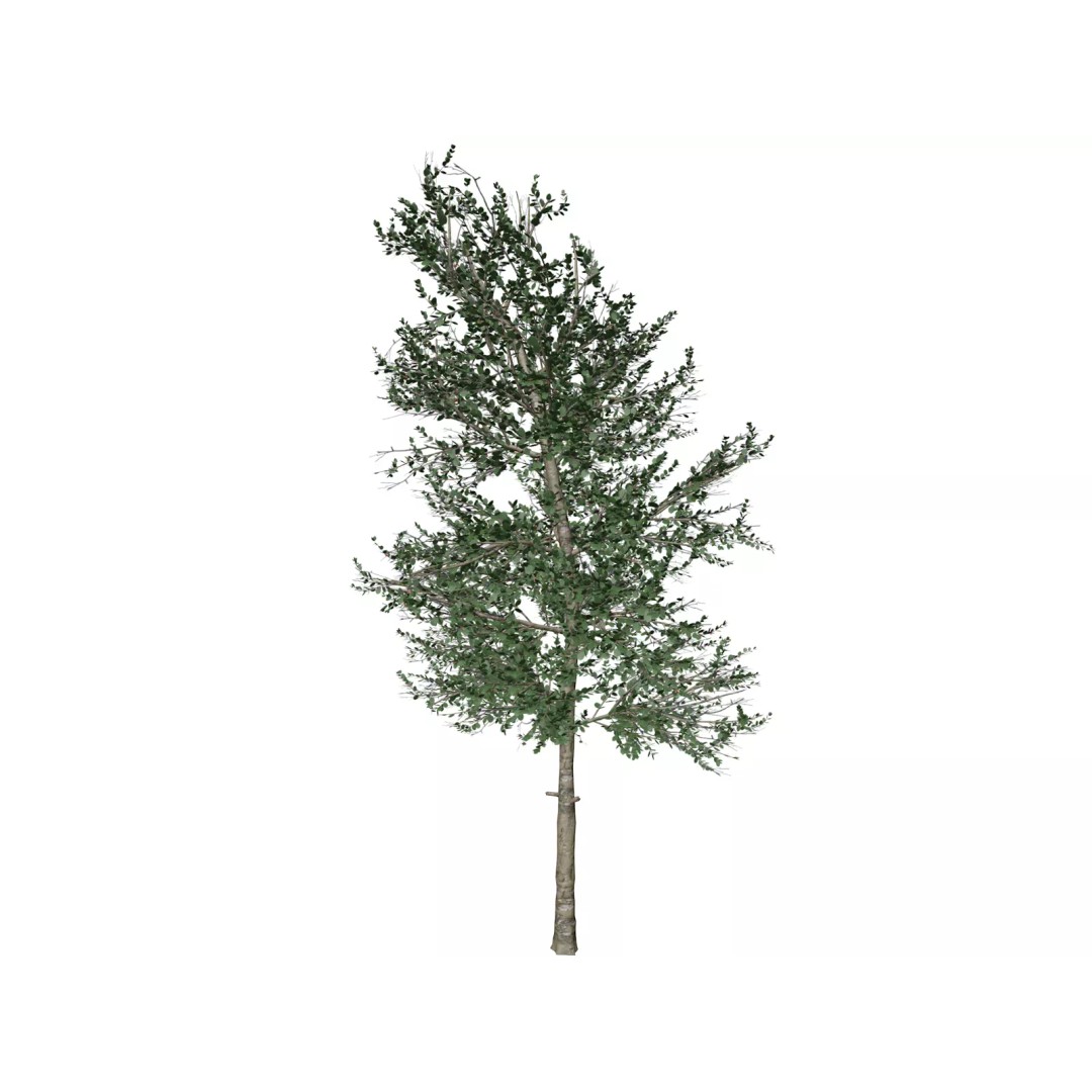 Carolina Buckthorn Tree 3D Model – Photorealistic Plant Asset, FBX, OBJ - View 2