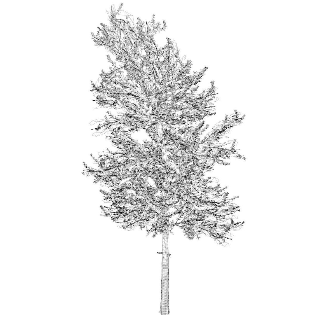 Carolina Buckthorn Tree 3D Model – Photorealistic Plant Asset, FBX, OBJ - View 3