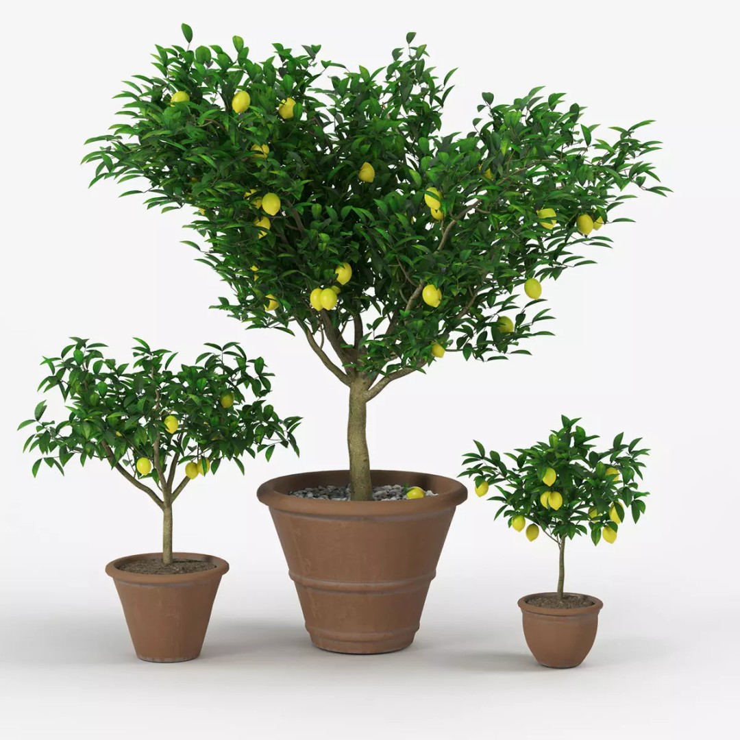 Lemon Tree 3D Model – PBR Pot Plant for Interior Visualization, FBX, OBJ - View 2