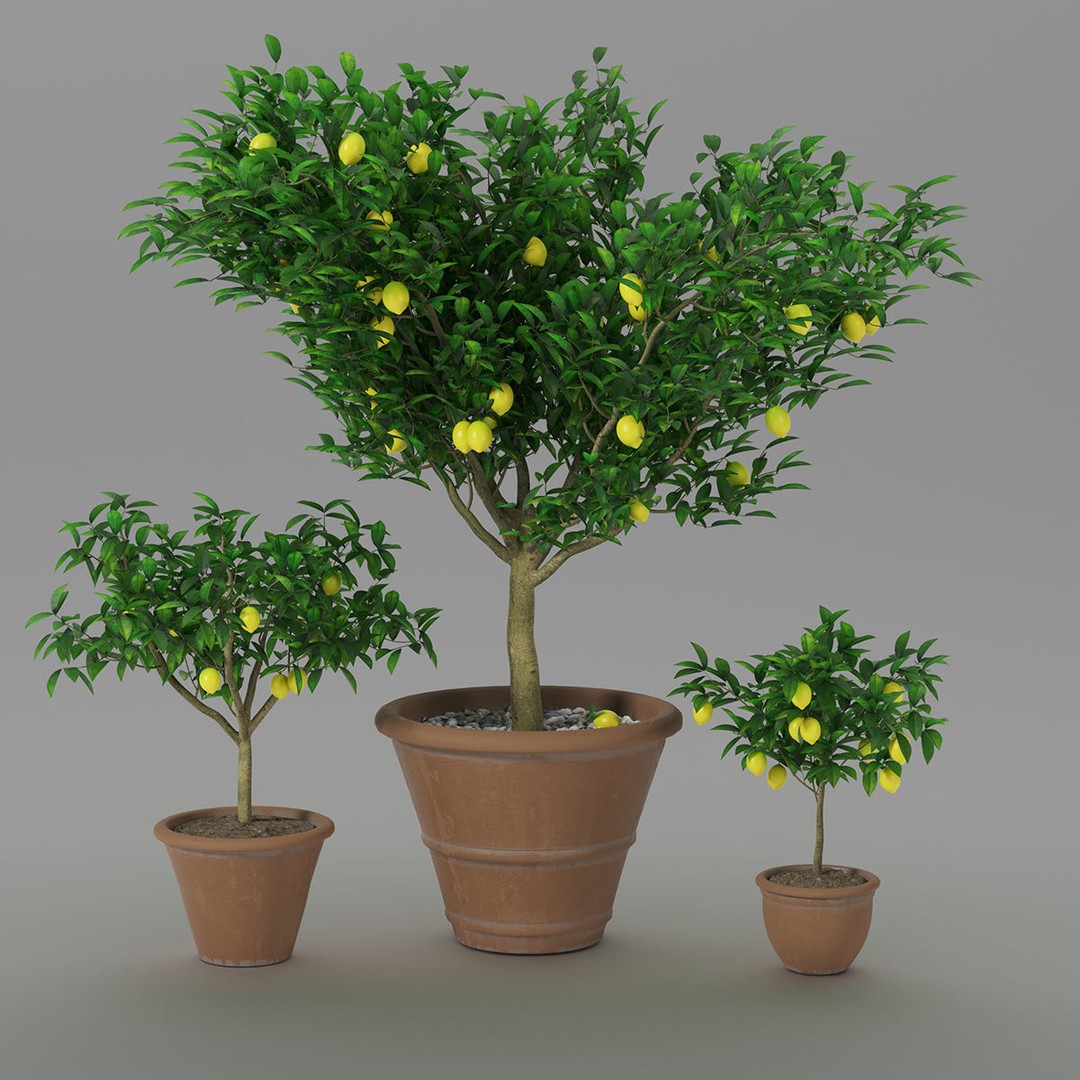 Lemon Tree 3D Model – PBR Pot Plant for Interior Visualization, FBX, OBJ - View 3