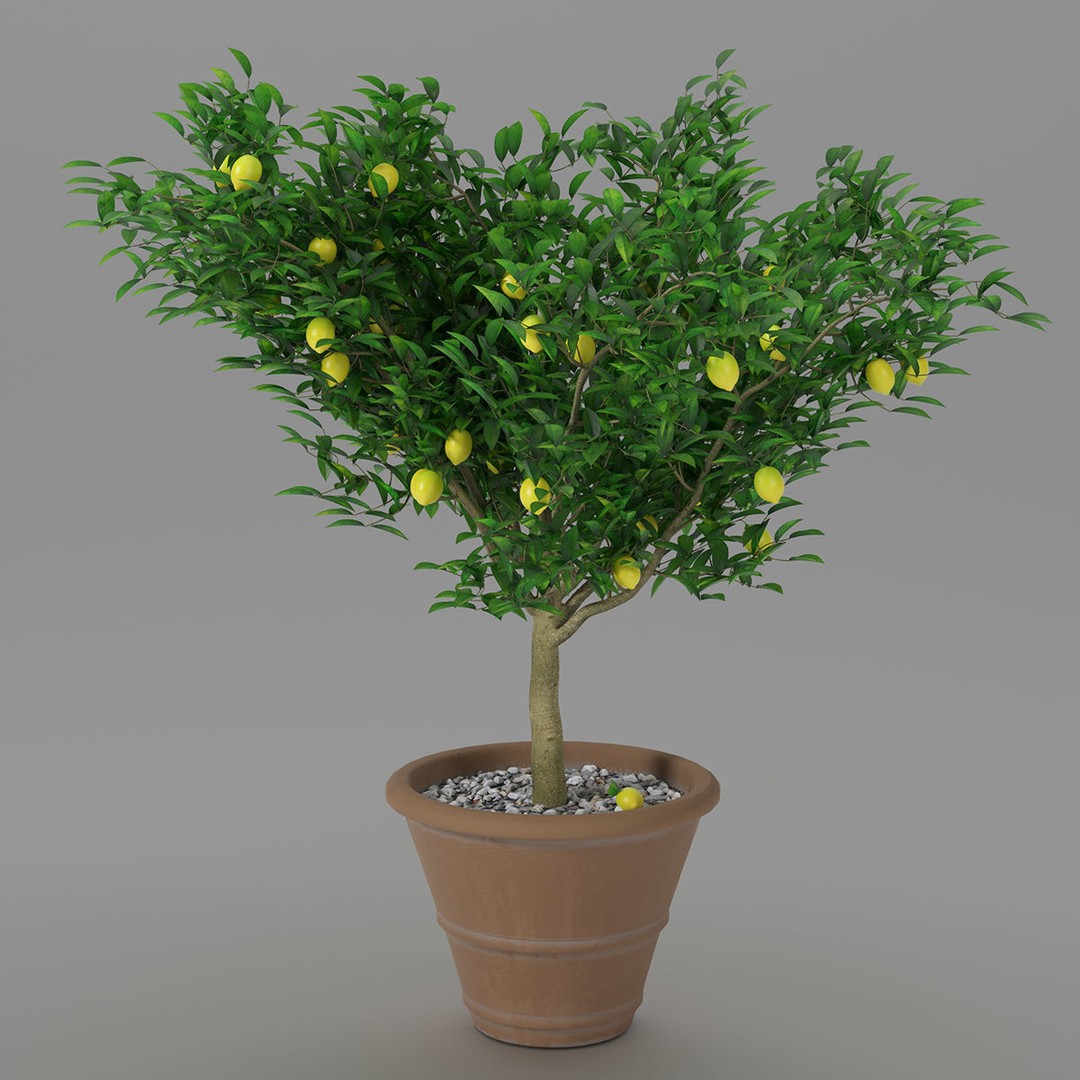 Lemon Tree 3D Model – PBR Pot Plant for Interior Visualization, FBX, OBJ - View 4
