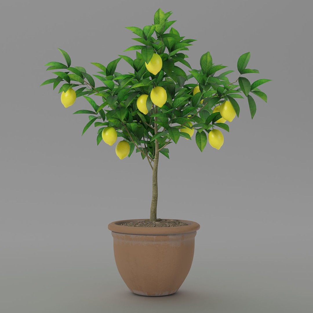 Lemon Tree 3D Model – PBR Pot Plant for Interior Visualization, FBX, OBJ - View 5