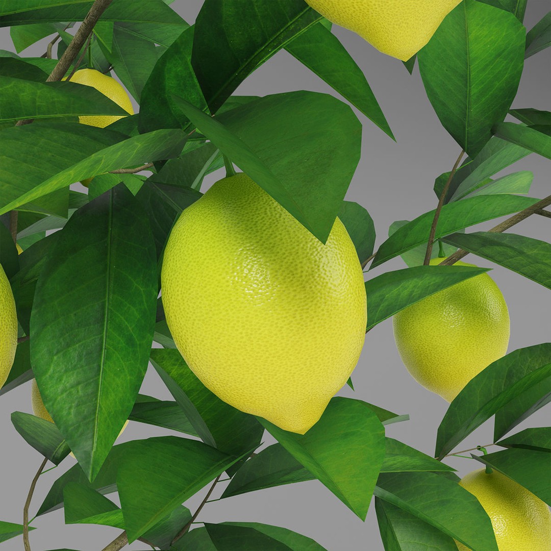 Lemon Tree 3D Model – PBR Pot Plant for Interior Visualization, FBX, OBJ - View 6